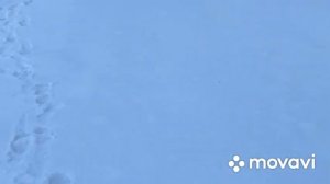 Стреляю в снег и ветер на 50,110м из KRAL PUNCHER MAXI 3 6,35 калибра. PCP Винтовка Крал