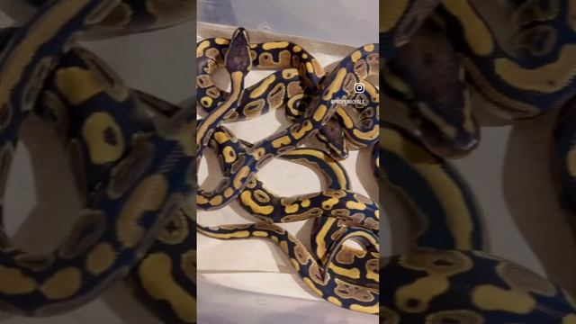 Hatchlings! #ballpythonhatchlings #petsnake #snake #ballpython #reptile #ballpythonbreeder смотреть онлайн
