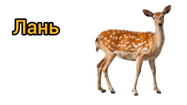 Как произносится лань по-русски смотреть онлайн