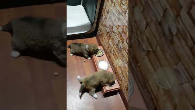 Первый прикорм щенков Акиты смотреть онлайн