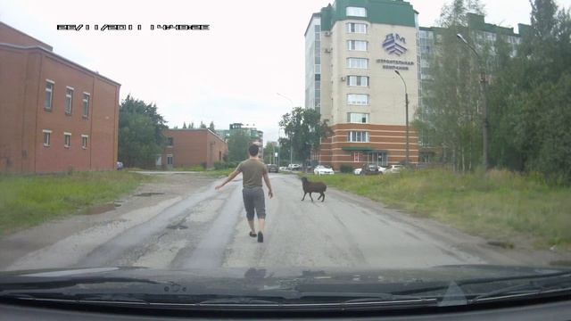 Овца сбежала с праздника смотреть онлайн