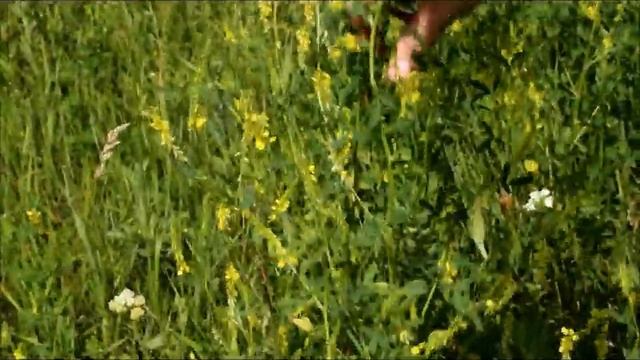 Донник. Заготовка трав летом. Собираем желтые цветки. смотреть онлайн