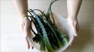 Алоэ -  Обновление   И  Хранение