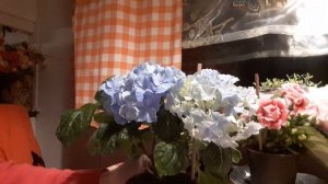 ГОРТЕНЗИЯ ДОМАШНЯЯ. Простые советы по выращиванию.Уход и размножение.