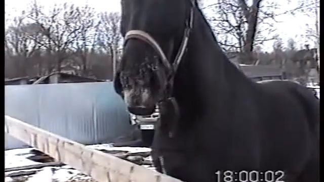 Юность Йоргоса. Игры жеребцовские. весна 2006 г смотреть онлайн