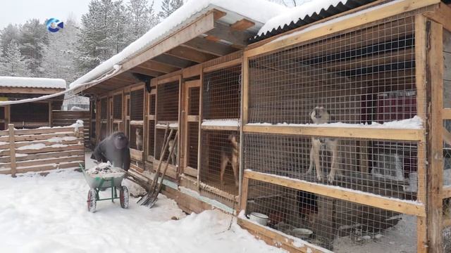 Подопечные приюта «Право на жизнь» могут остаться без крыши над головой смотреть онлайн