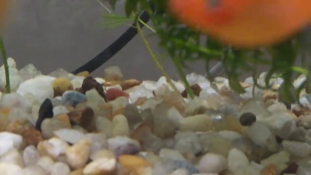 Labeo Bicolor смотреть онлайн