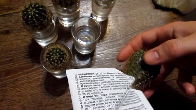 Пересадка выброшенного кактуса эхинопсис /Transplanted Cactus Echinopsis