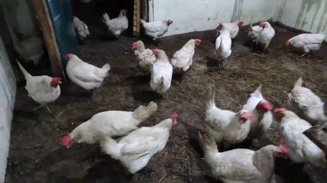 КУРЫ НЕСУТ ЯЙЦА? ОЧЕНЬ ХОРОШО? НО ГРЯЗНЫЕ ЧТО ДЕЛАТЬ смотреть онлайн