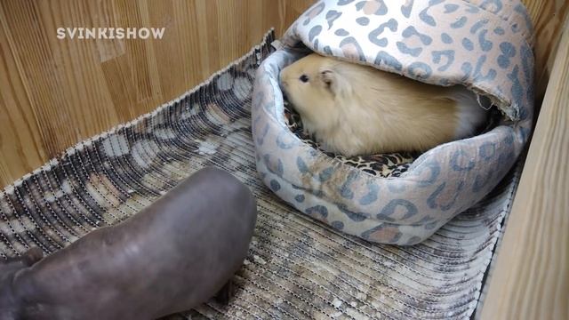 МИСТИКА ДОМА. СВИНКИ ВИДЯТ ДОМОВОГО смотреть онлайн