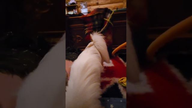 японские хины малыши уже им месяц. мальчика - борец свободен. aikemuno@yandex.ru смотреть онлайн
