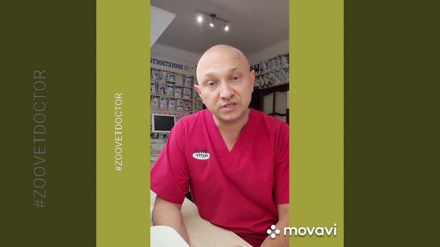 Как ведёт себя кот при мочекаменной болезни?(14🙏)@zoovetdoctor  #Zoovetdoctor #ушаковдмитрий смотреть онлайн