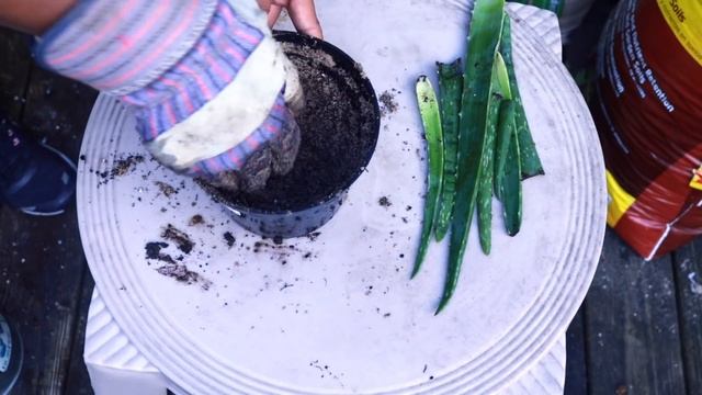 DIY | How To Grow Aloe Vera| Propagate Aloe Vera смотреть онлайн