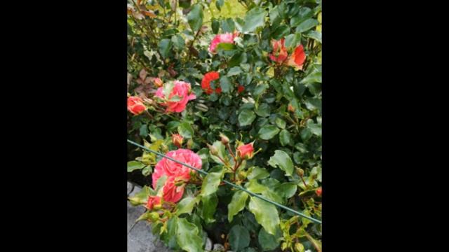 ТЫ ПРОСТИ МЕНЯ, МАМА МИЛАЯ! смотреть онлайн