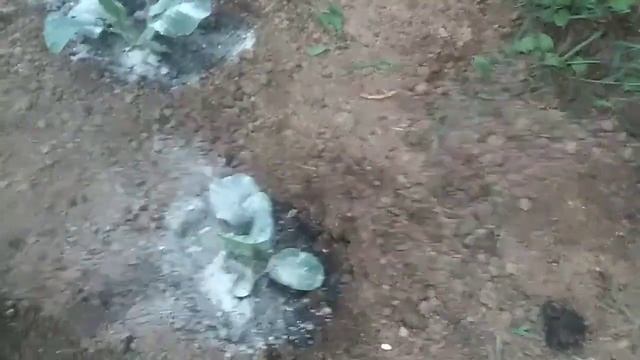 Выращиваю КАПУСТУ до 5 кг. смотреть онлайн