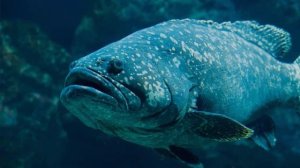 Tushda baliq ko'rsa nima bo'lishini bilasizmi tush tabiri