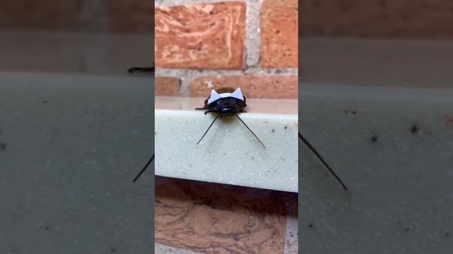 Лайфхак: как уговорить маму на таракана #таракан смотреть онлайн