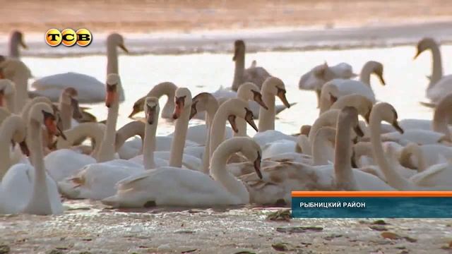 Стая лебедей зимует на замерзшем Днестре смотреть онлайн
