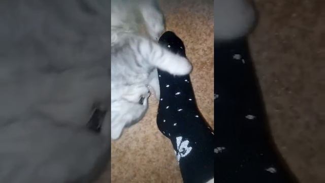 Котёнок кусается смотреть онлайн