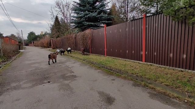 МУРСИЯ -ГРАНАДА растут в нашей ферме. смотреть онлайн
