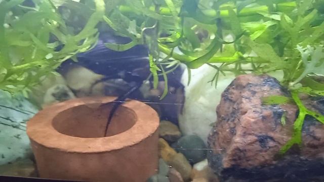 Жук водолюб большой смотреть онлайн