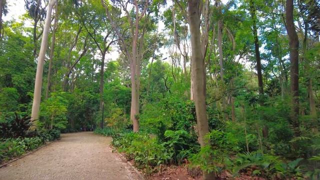 [4K] Sao Paulo Walk - Jardim Paulista - Sao Paulo Walk Tour 4k - Sao Paulo Modern City - HD World B