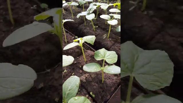 Огурцы и фосфорное удобрение (продолжение) ??? смотреть онлайн