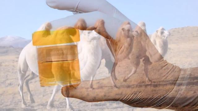 Туя Сути Ва Пешобининг Фойдаларини Биласизми...? смотреть онлайн