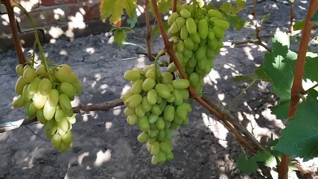 ГФ Винограда КАЗИМИР, ПАЛЬЧИК БЕЗСЕМЯННЫЙ ( Калугин В.М.). 08.09.2023г. смотреть онлайн