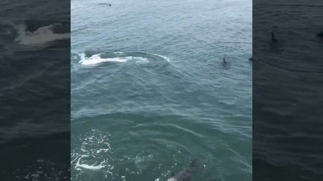 Котики Атлантического Океана.У берегов Намибии.