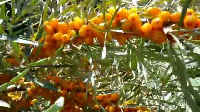 Облепиха сорта Чуйская  в нашем саду.