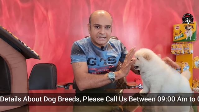 Easy Puppy or Dog Training in 1 Day || 6 Quick Tricks & Tips with LIVE Example || Baadal Bhandaari смотреть онлайн