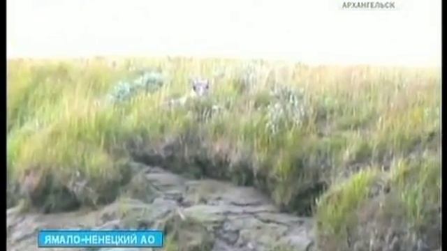 На Ямале голодные песцы в поисках еды пришли к людям смотреть онлайн