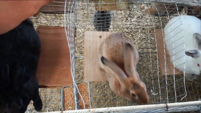 Сколько надо держать кролей в клетке смотреть онлайн