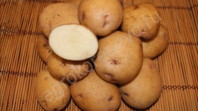 Лучшие сорта картофеля российской селекции смотреть онлайн