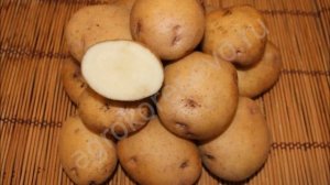 Лучшие сорта картофеля российской селекции