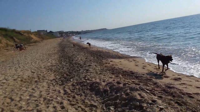 Родезийский риджбек Знакомство с морем смотреть онлайн