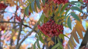 Какие приметы связаны с рябиной?