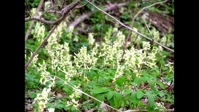 НАШ МАРТ: ЗОНА ЛИЛОВОГО ПОДЛЕСКА.