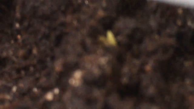 Выращиваю кактус егоза от happy plant часть 3 смотреть онлайн