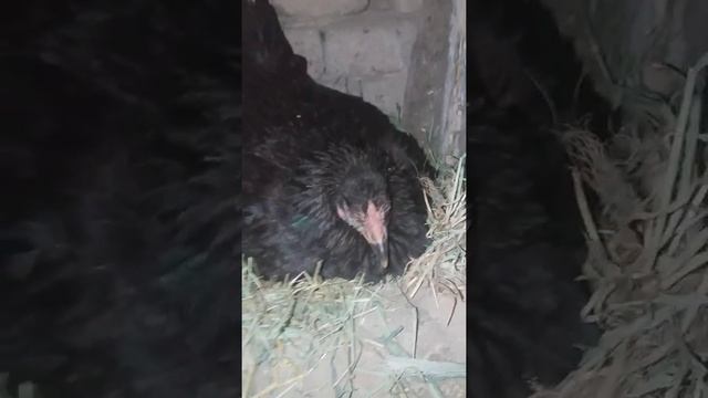 Как посадит курицу на яйца заставлением смотреть онлайн