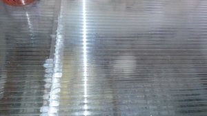 Инкубация гусей Холмогоров.  Вылуп. Как помочь гусяткам вылупиться ?