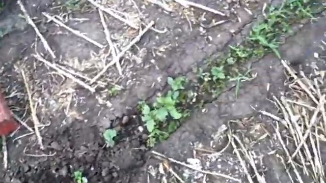 Как растут огурцы посеянные на грядке после уборки чеснока смотреть онлайн
