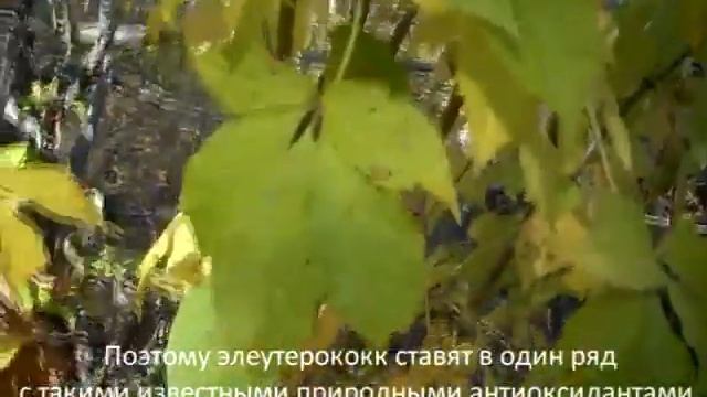 элеутерококк или просто сибирски женьшень смотреть онлайн