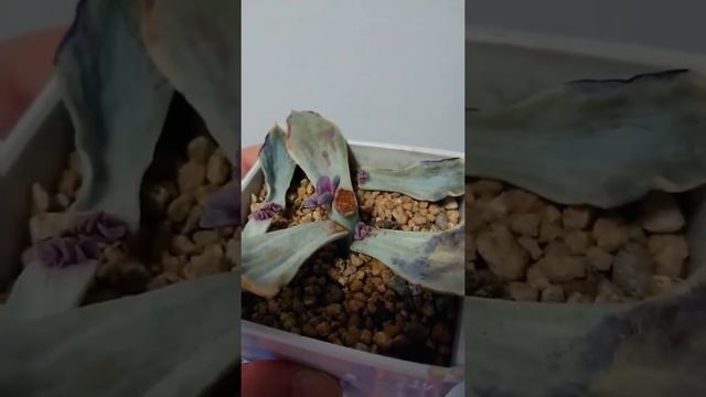 Echeveria West Rainbow Propagation #shorts #succulents #echeveriawestrainbow смотреть онлайн