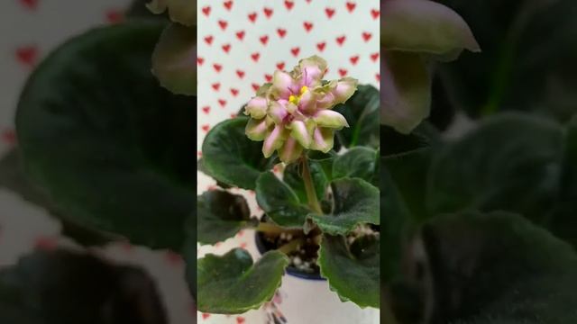 фіалка з солодкою назвою DN-Рахат-Лукум смотреть онлайн