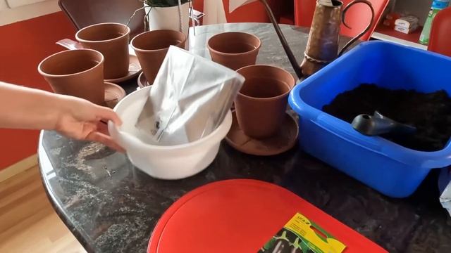 Посев семян баклажанов на постоянное место без последующей пикировки. смотреть онлайн