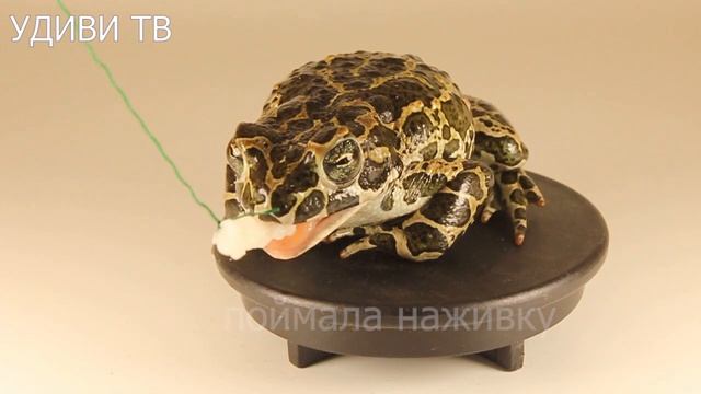 0015 - Попытки жабы съесть сало и копченую буженину. смотреть онлайн