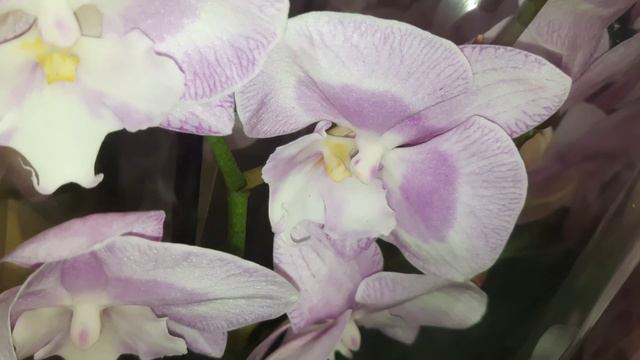 ШИКАРНЫЙ ЗАВОЗ ЦВЕТОВ В ОРХИДЕЮ //31 05 24// смотреть онлайн