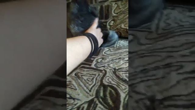 Шиншиллы! Кого взять мальчика или девочку? смотреть онлайн